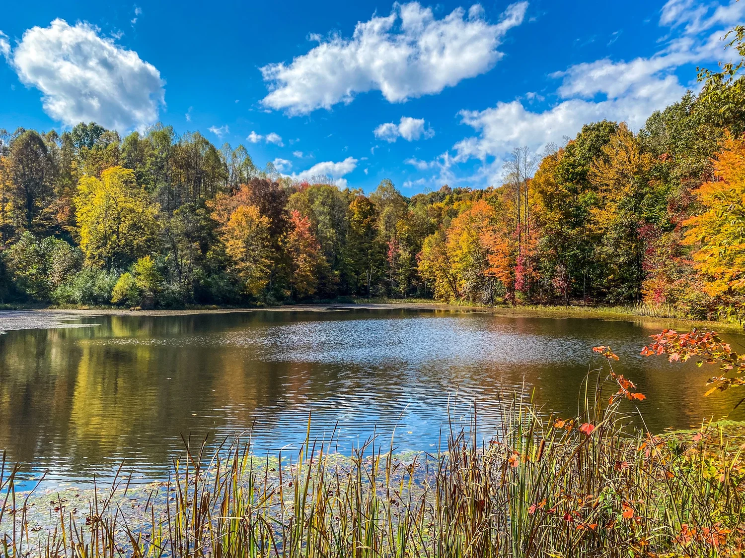 Flatwoods Multiuse Trail System — Breaks Interstate Park