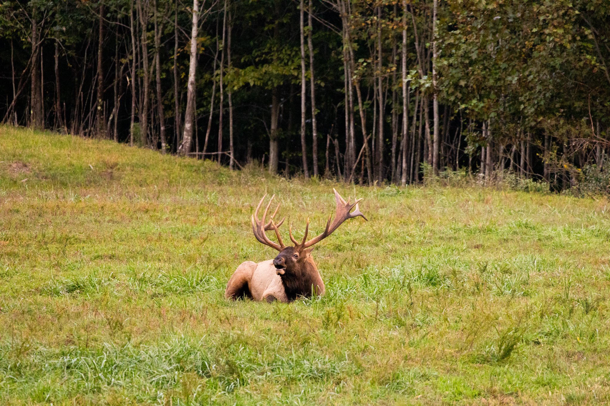 Elk Tours — Breaks Interstate Park