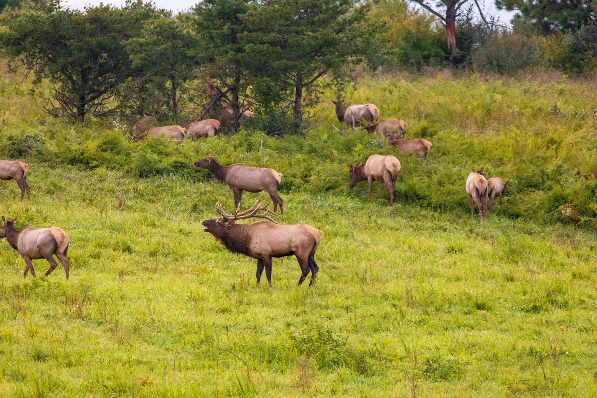Elk Tours — Breaks Interstate Park