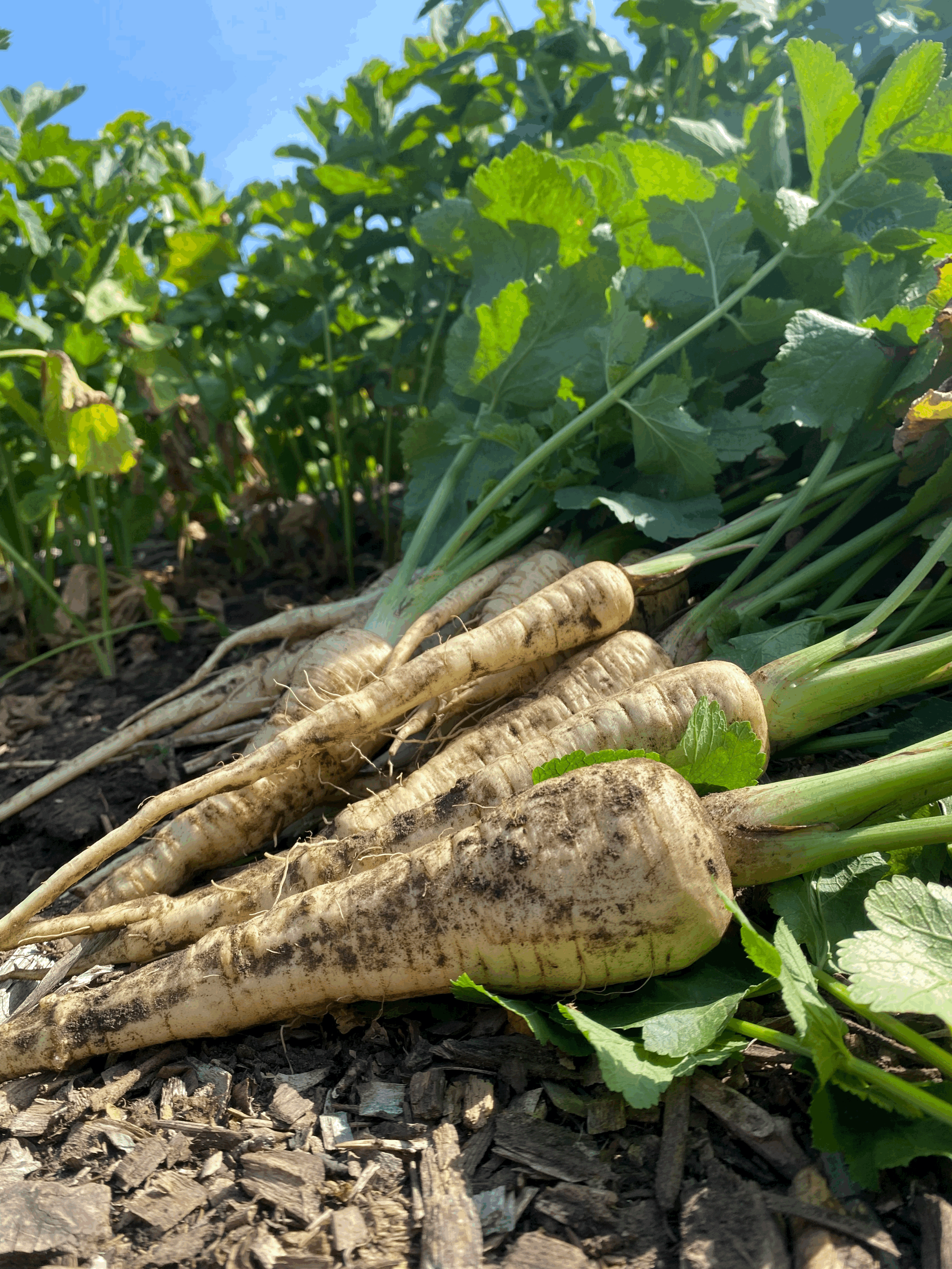 Parsnips (1 lb bunch)