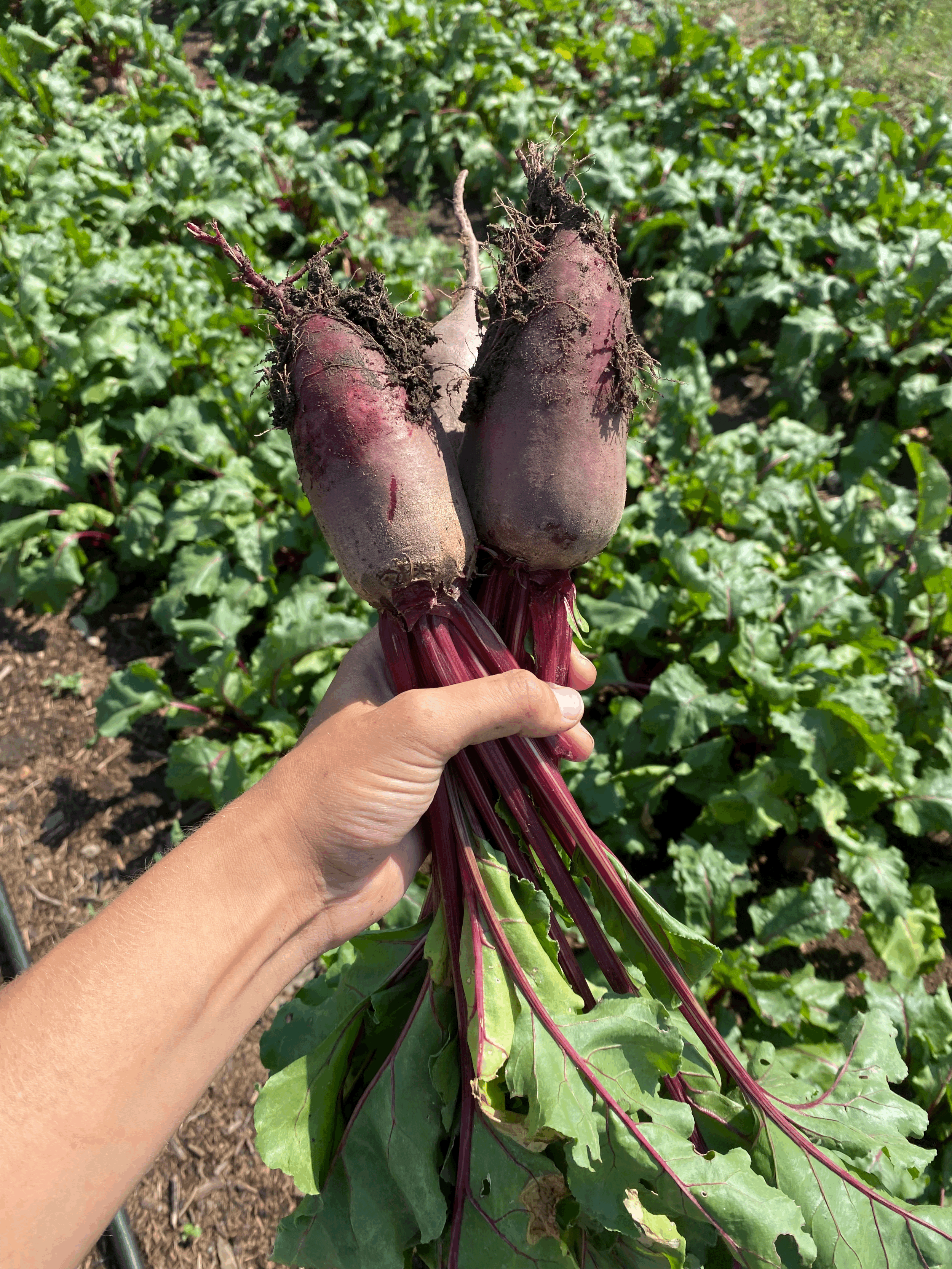Beets - Cylindra (4 lb bag)
