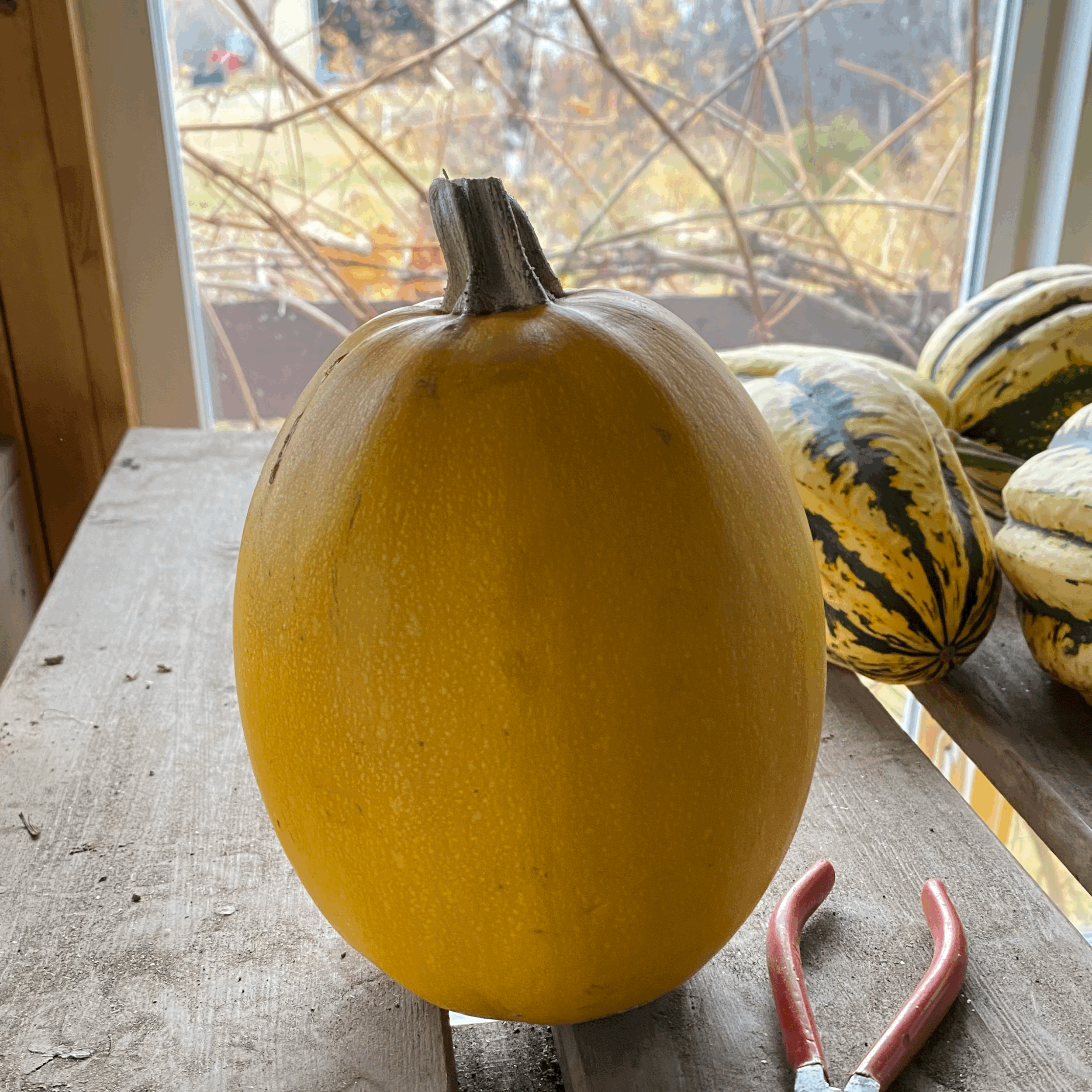 Spaghetti Squash - Angel Hair