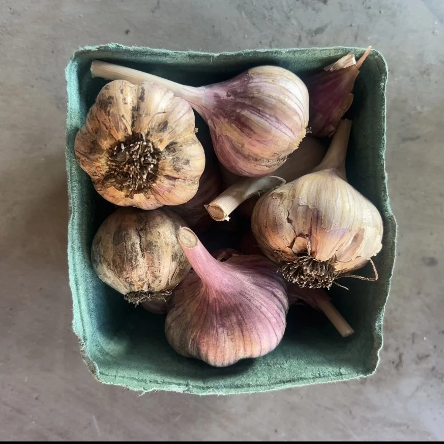 2nds Garlic - Music (1lb/quart)