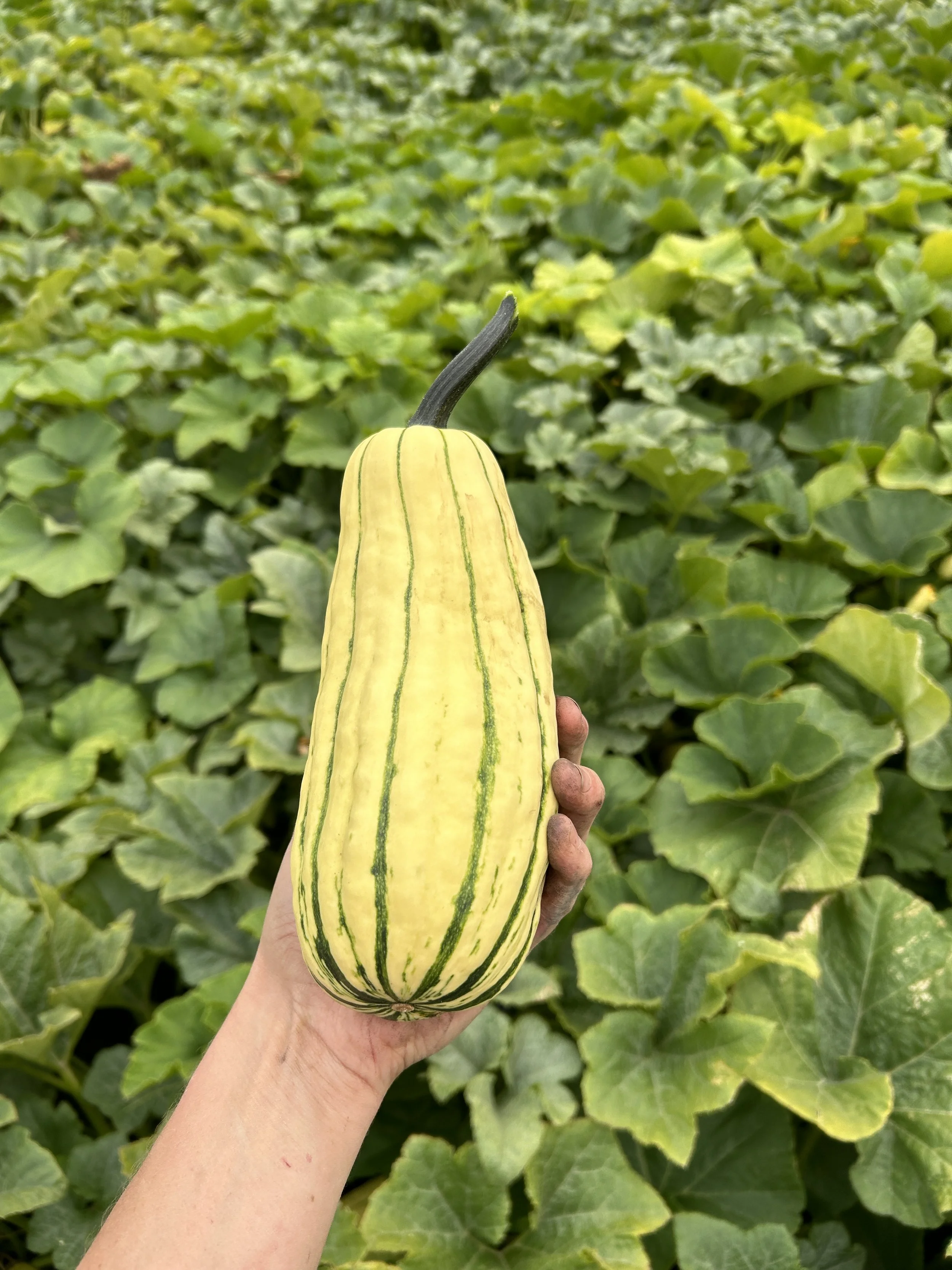 Winter Squash - Delicata