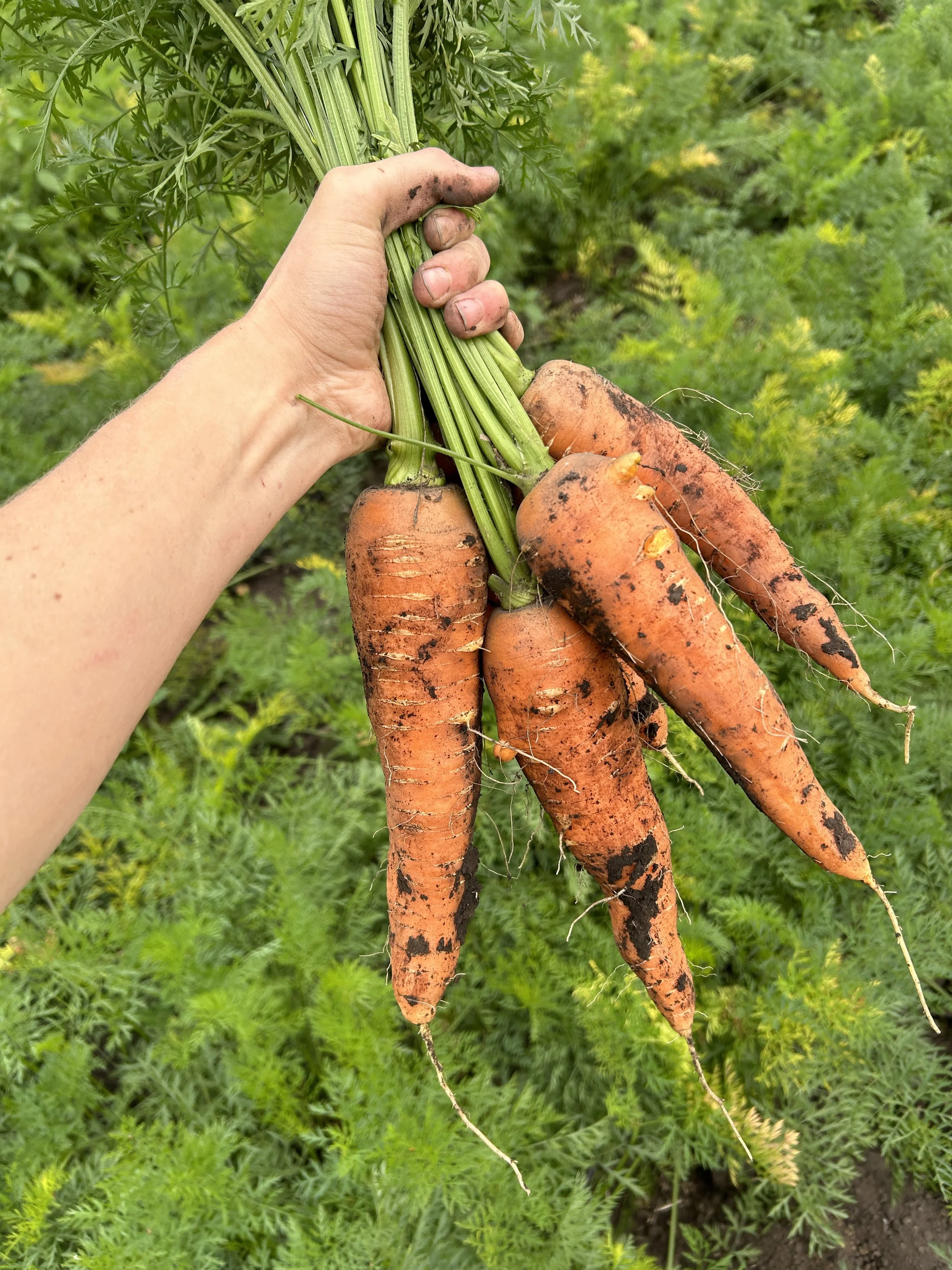 Carrots - Bolero (4 lb bag)