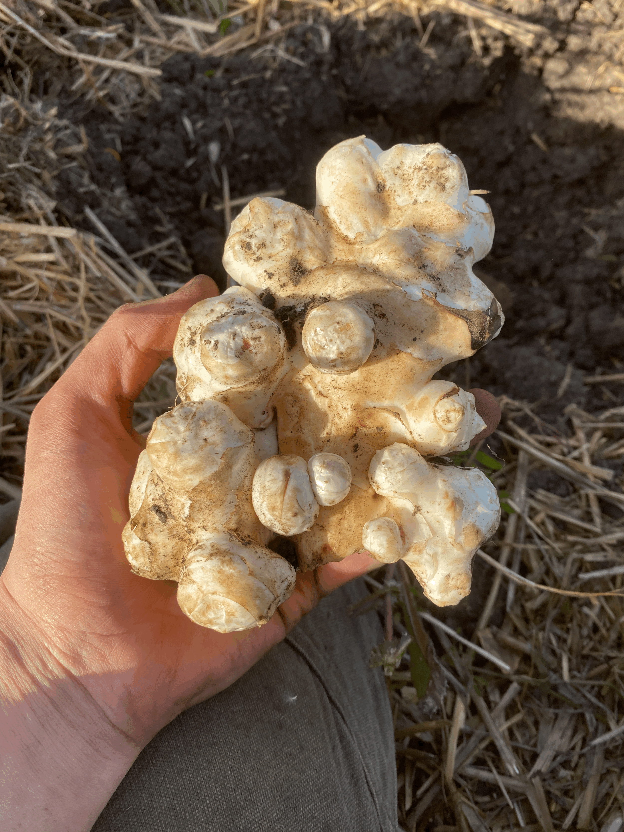 Sunchokes (1lb)