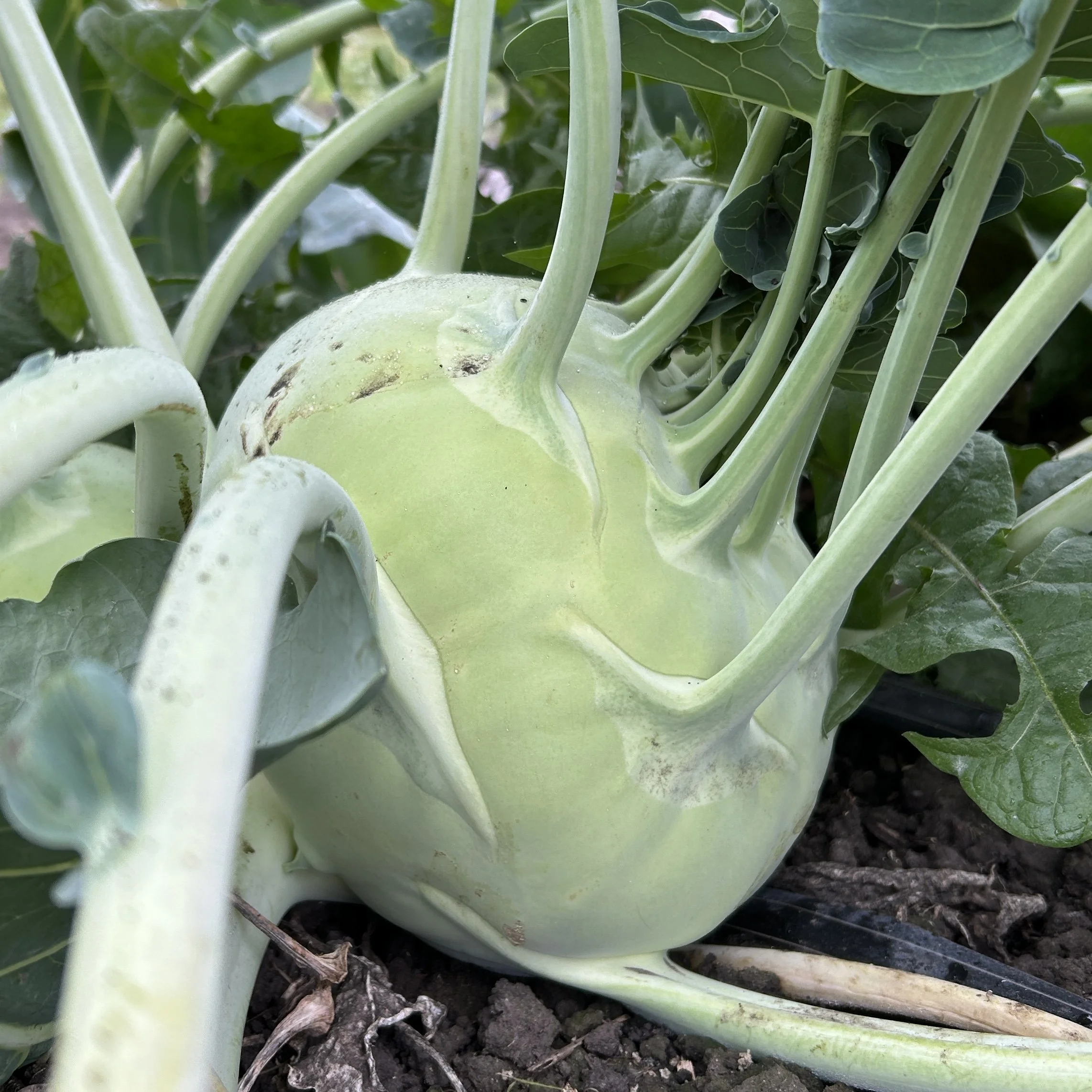 Kohlrabi (3lb bag)