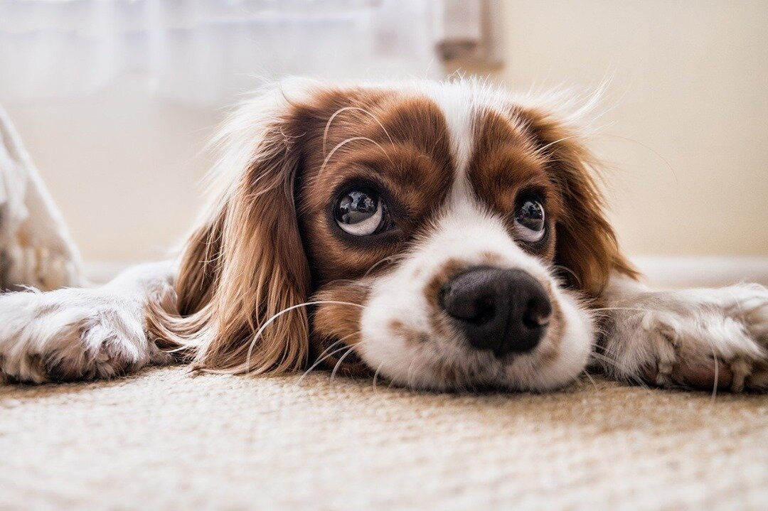 Your carpet is the biggest filter in your entire home, and it filters out all sorts of airborne pollutants such as fungus, asphalt, pollens, dust mites, and dirt. When was the last time you had a clean? (319) 382-9815
#rugcleaning #carpetwashing #cle