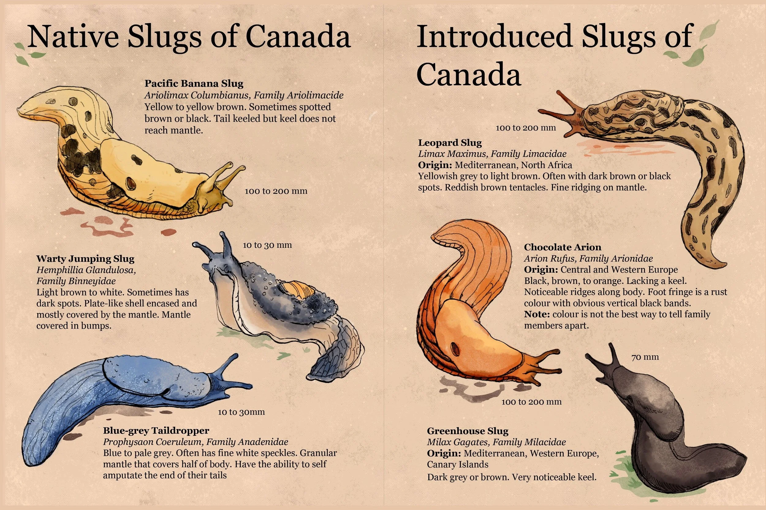 Slug Booklet ANNA MACQUISTAN