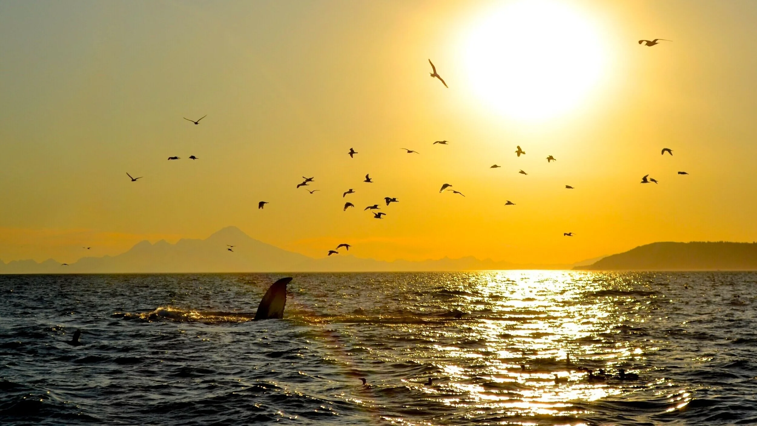 Wildlife Viewing Boat Tours in Homer, Alaska — Seabird Ventures