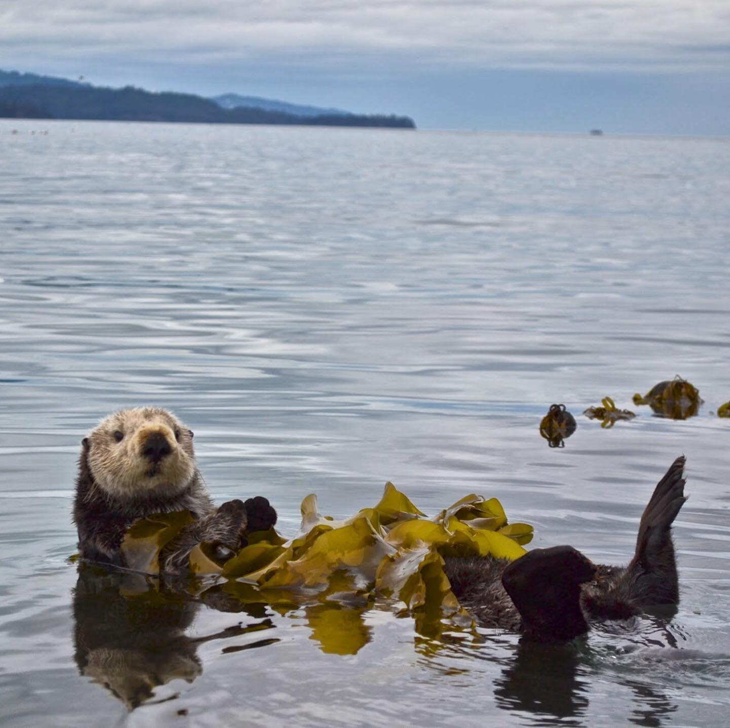 Just like this furry one, we&rsquo;re still tucked in from our winters nap. The days are getting longer, and we&rsquo;re about ready to stretch out our flippers and embrace the spring!
 
📷@parkerjaysorensen

#seaotter #alaskawildlife #kelpforest #ho