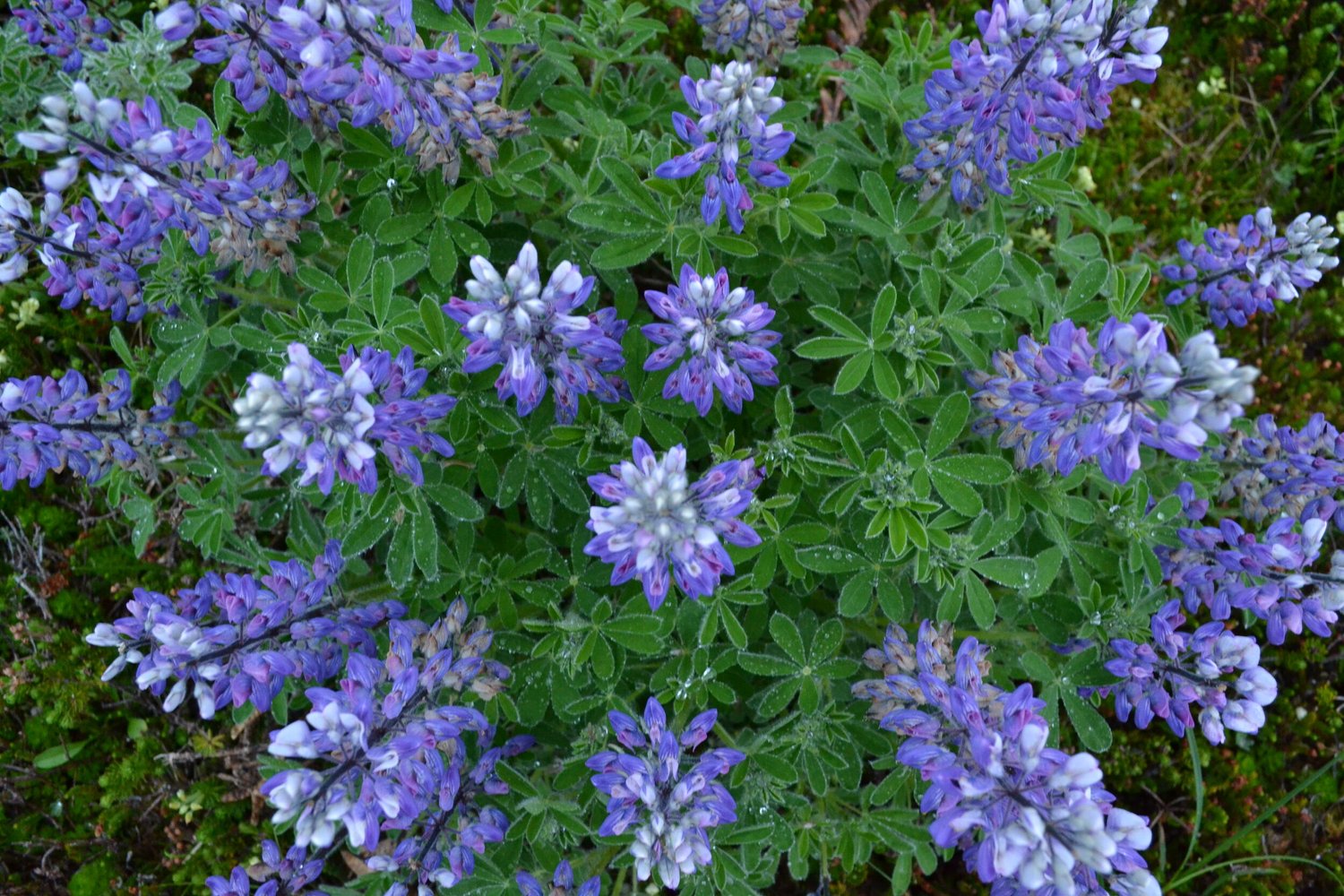 Wildlife Viewing Boat Tours in Homer, Alaska — Seabird Ventures