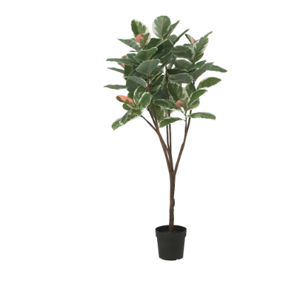 RUBBER PLANT x 2