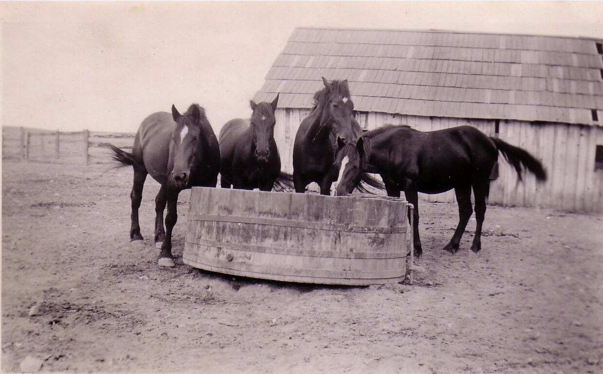 Carneros_Snap_Horses.jpg