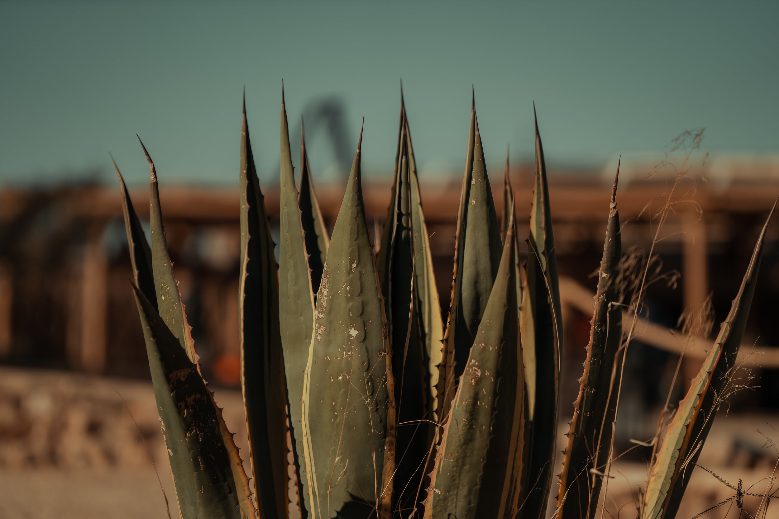 _DSC8600.jpg