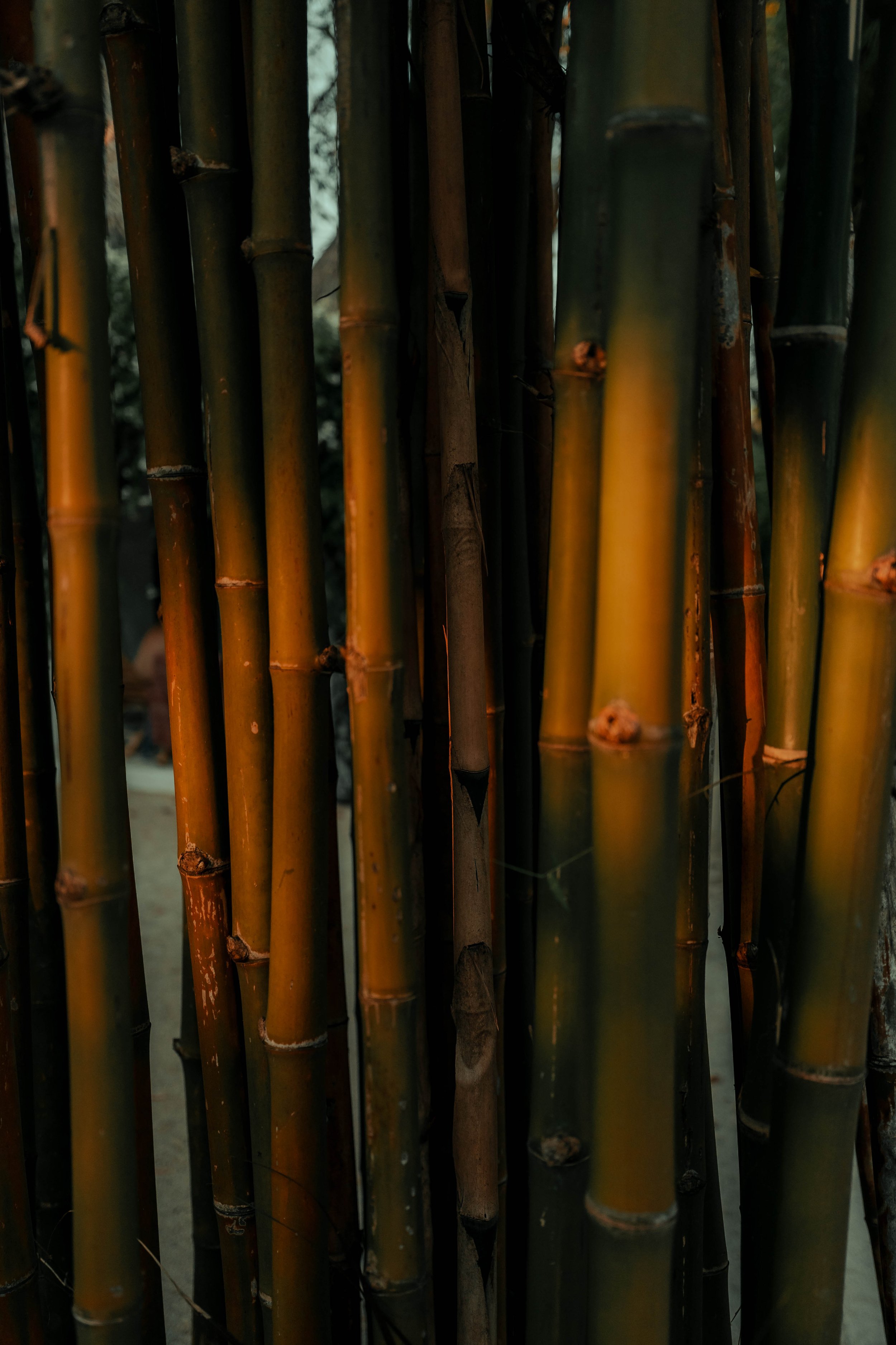 _DSC9126.jpg