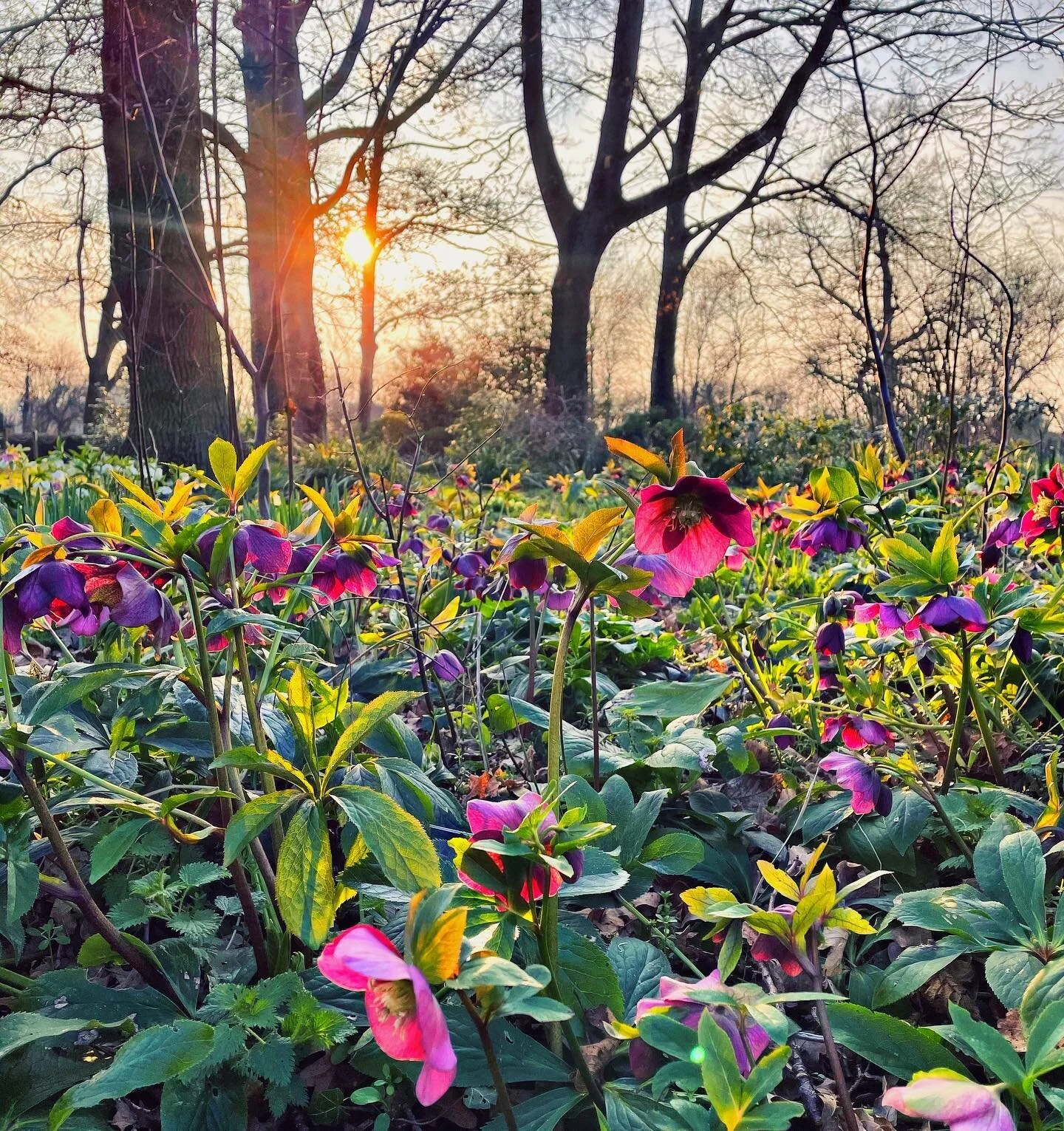 Our happy Hellebores enjoying a little sunshine this evening 💜