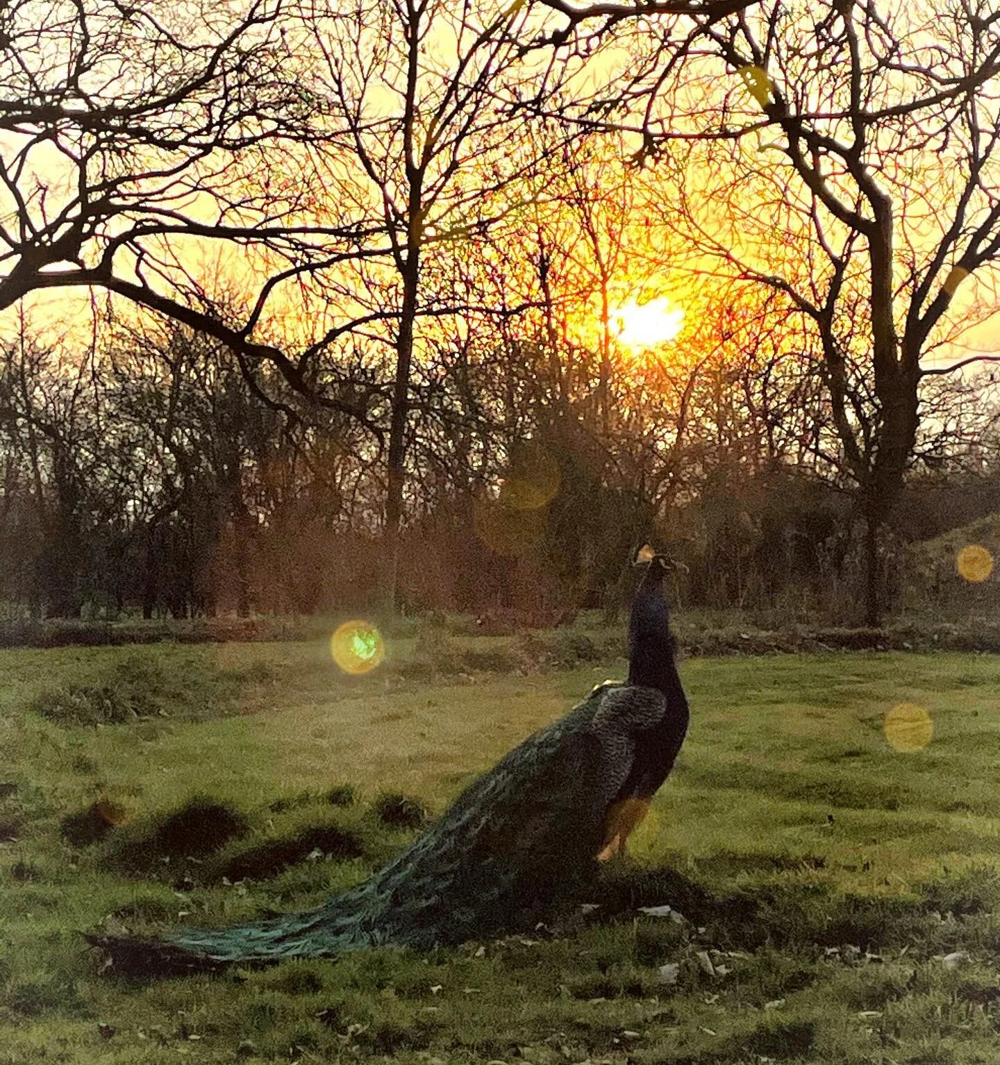 Edward looking very regal this evening 🦚