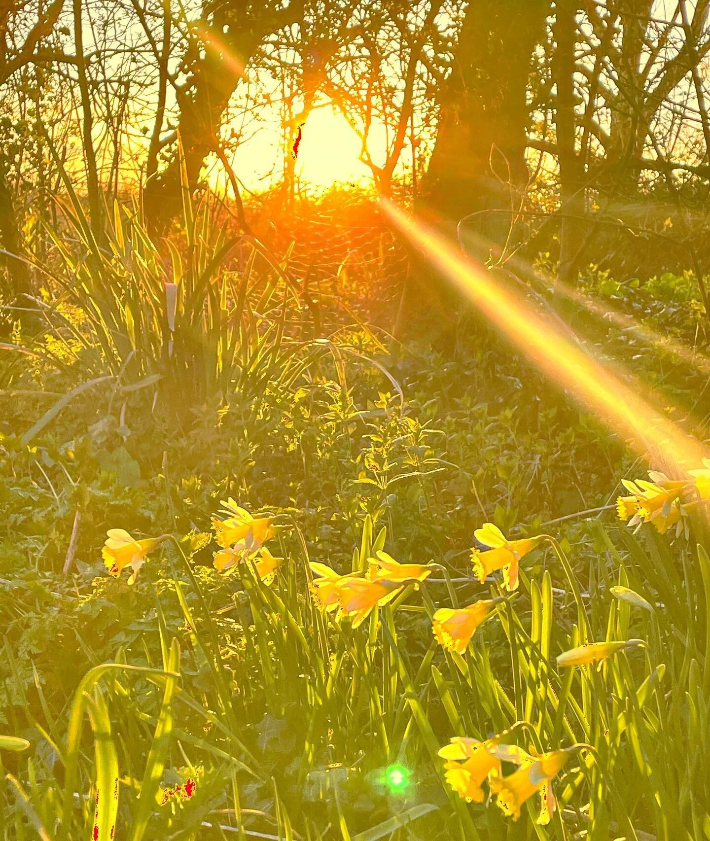 All the yellows ☀️🌼☀️The Daffs took a while to emerge, but they&rsquo;ve finally arrived and are completely glorious. Wishing you all a happy, sunny week.