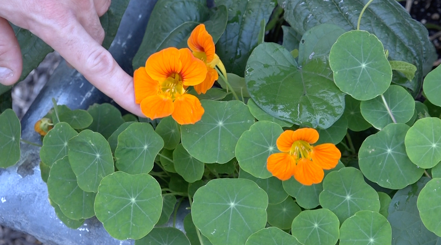 "A Short Film on Urban Agriculture" (Short) - 
Roles: Writer, Director, Cinematographer, Editor