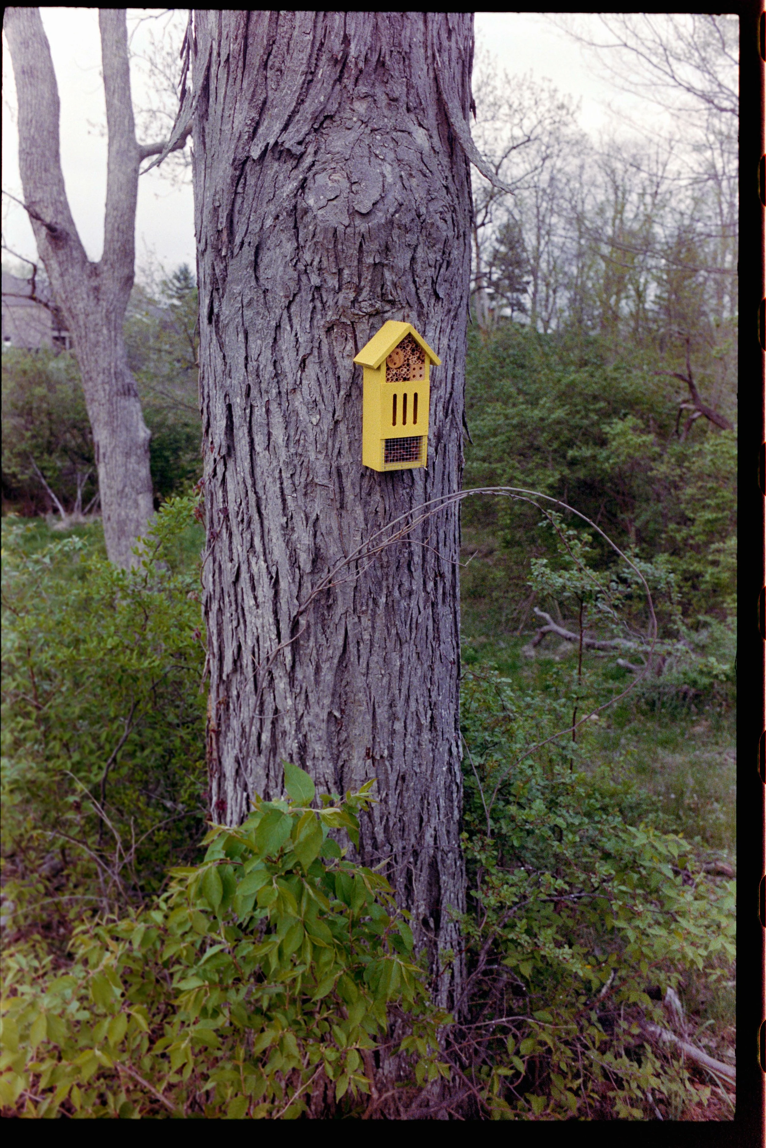 Minolta SRT 101; 35mm 