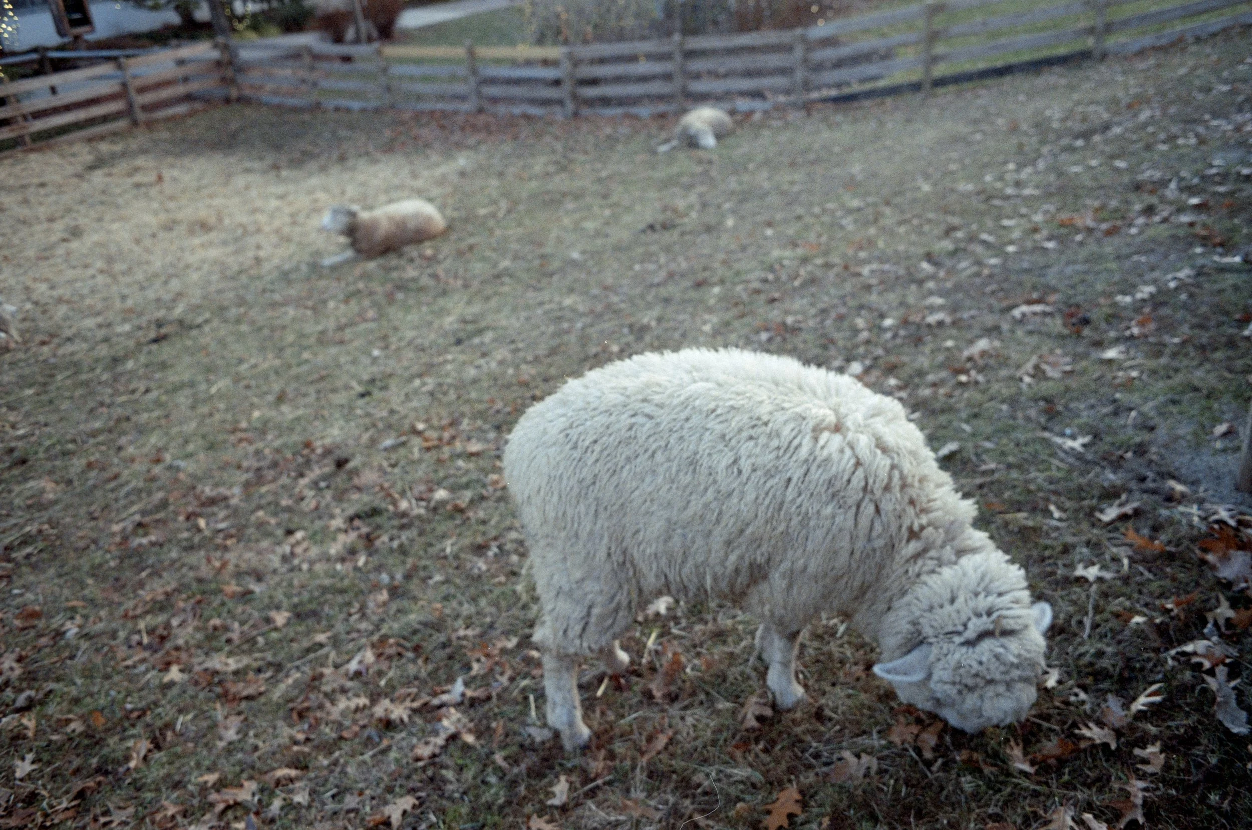 Minolta SRT 101; 35mm 