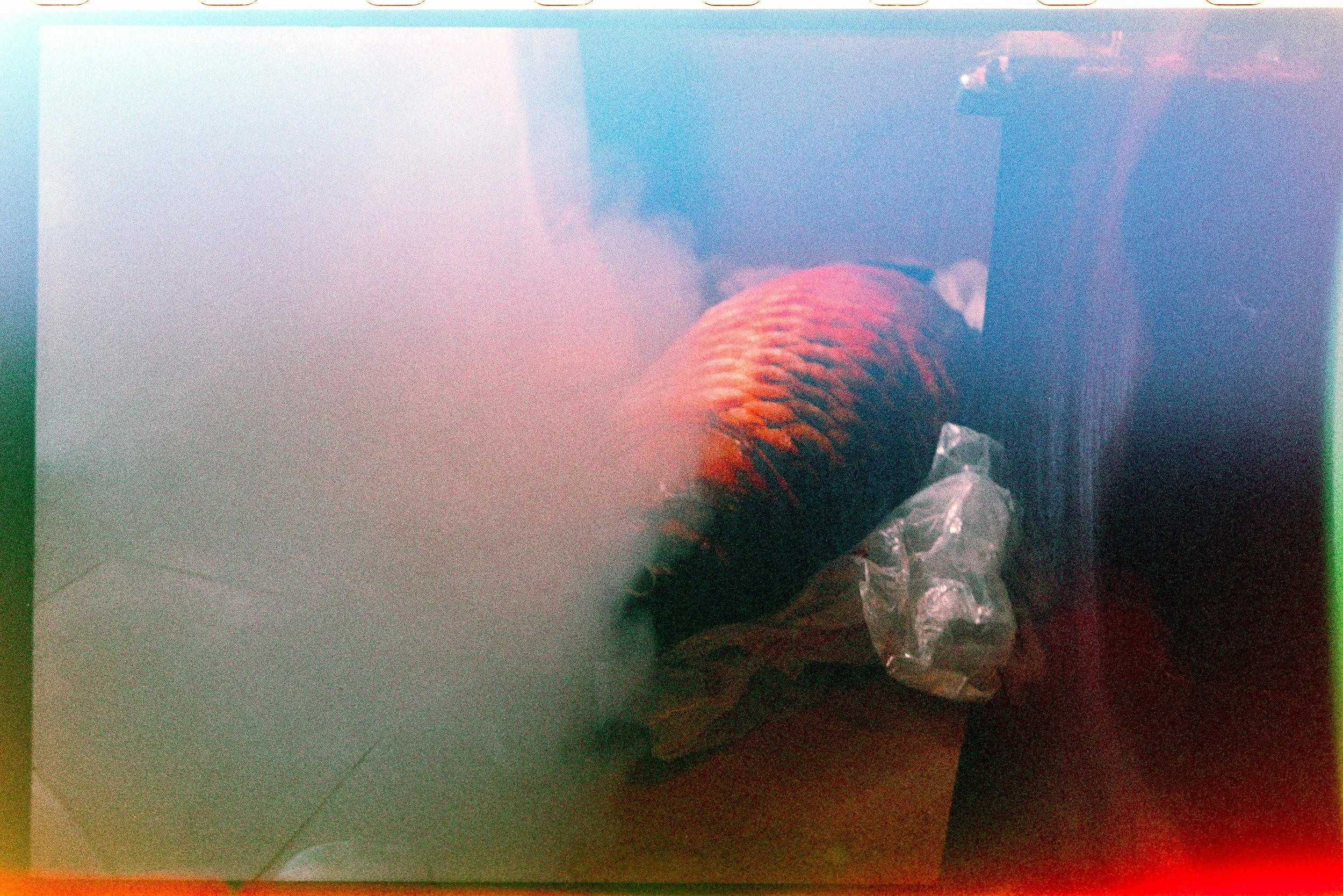 Minolta SRT 101; 35mm 