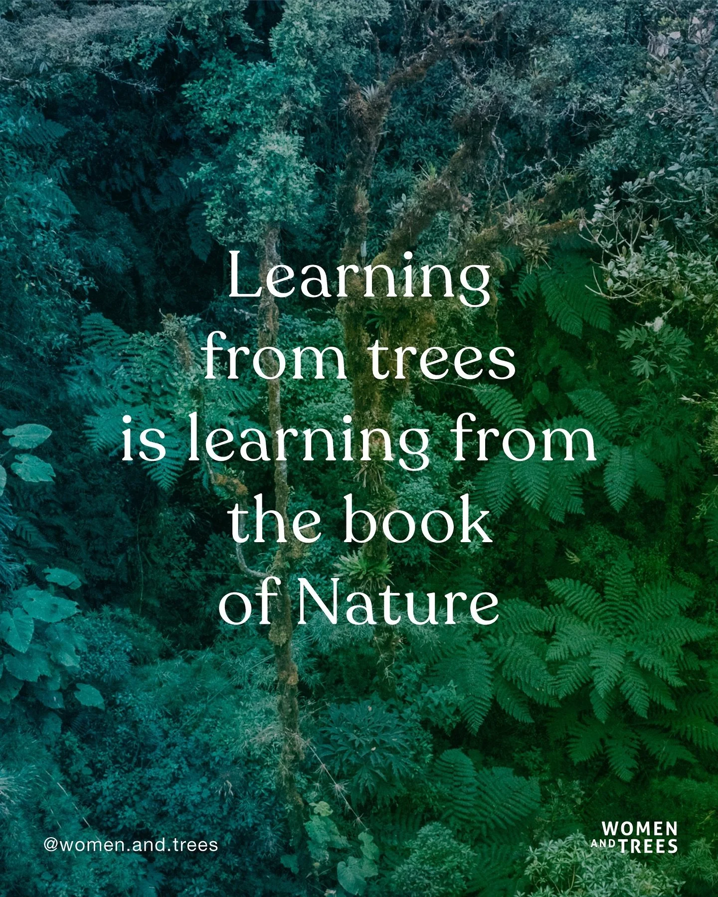 Trees are an archetypal symbol of knowledge and wisdom found across many cultures.

Learning from trees is learning from the book of Nature.
Trees are some of the oldest living beings on our planet, they have been on the Earth since 385 million years