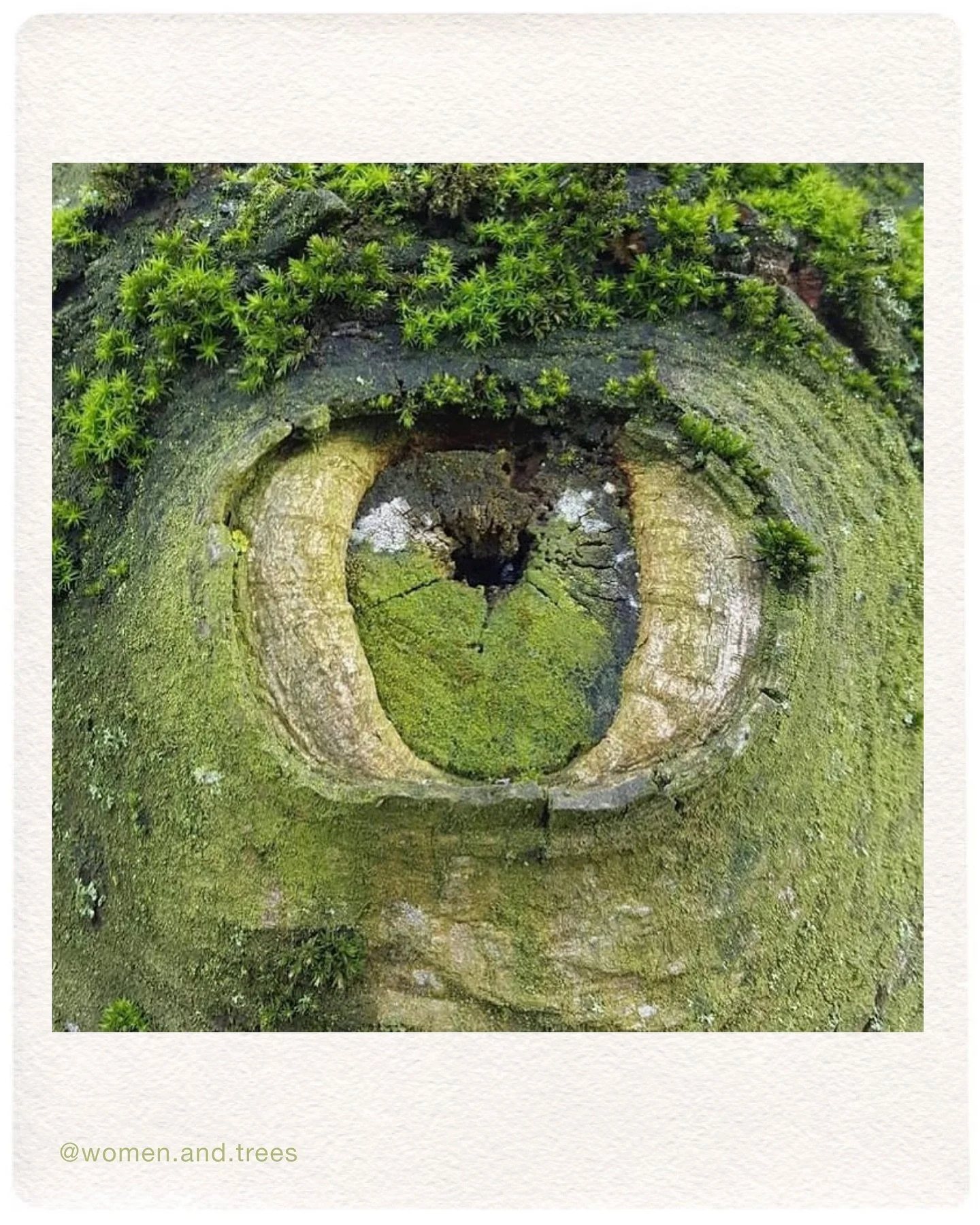 &ldquo;The way we see the world shapes the way we treat it. If a mountain is a deity, not a pile of ore; if a river is one of the veins of the land, not potential irrigation water; if a forest is a sacred grove, not timber; if other species are biolo