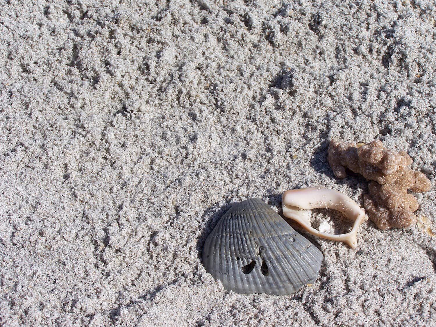 shells-in-sand-1378412.jpg