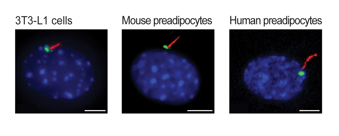 Mouse cell line model and primary isolated mouse and human preadipocytes are ciliated. DNA is blue, centrosome is green, and ciliary axoneme is red. Scale bar is 5µm. Adapted from Hilgendorf et al. Cell (2019).