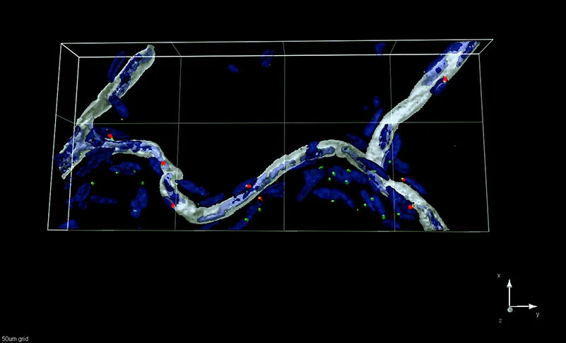 Ciliated preadipocytes are dotted along blood vessels in fat pads. DNA is blue, vasculature is white, centrosome is green, and ciliary axoneme is red. Murine mesenteric white adipose tissue. Adapted from Hilgendorf et al. Cell (2019).