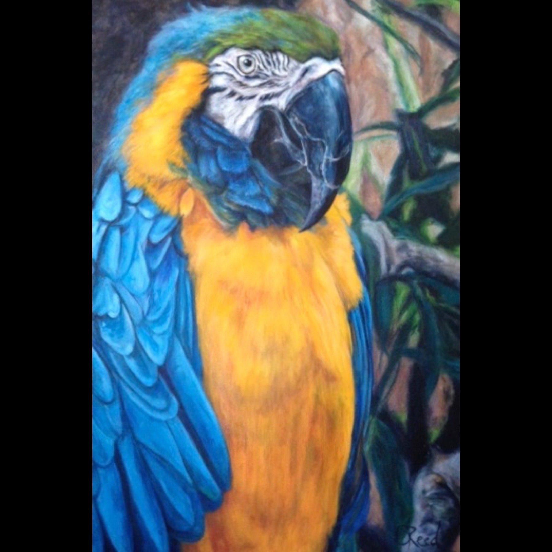 Squawk - 24" x 36"