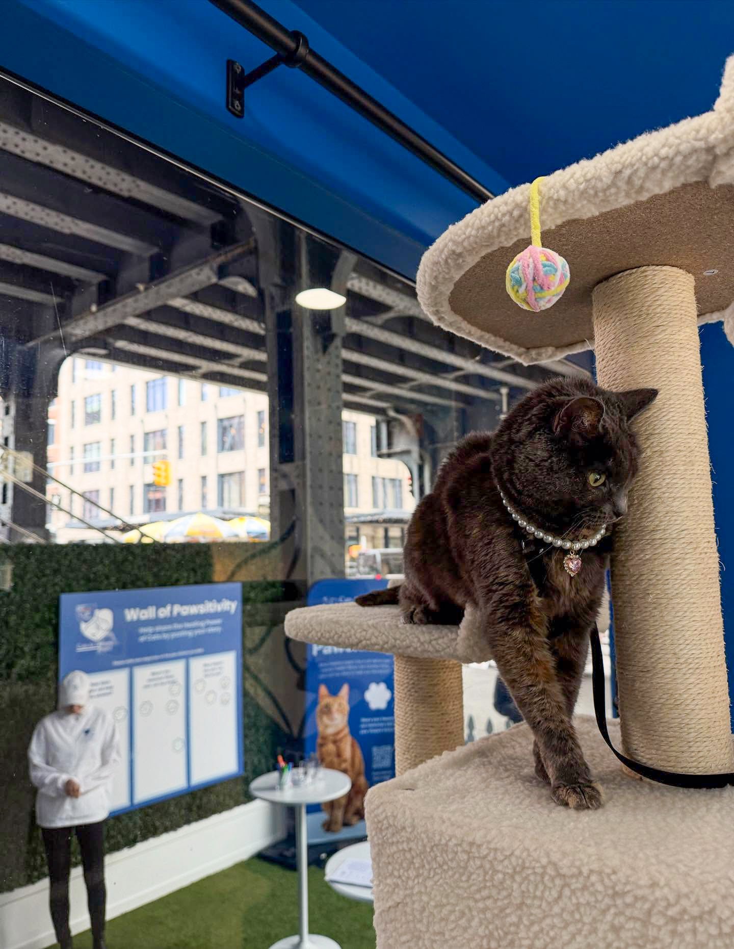 Best Selects_Cats As Therapy Project_Cat Chow_Purina_Golin_Svedvik7.jpg