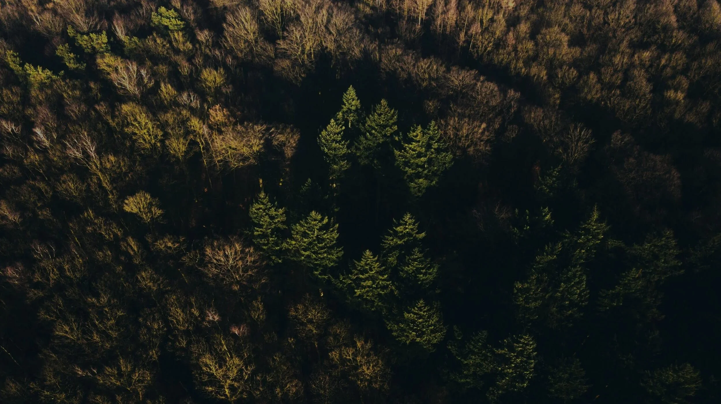 Aerial view of sustainably managed forest representing responsible sourcing of PEFC-certified timber