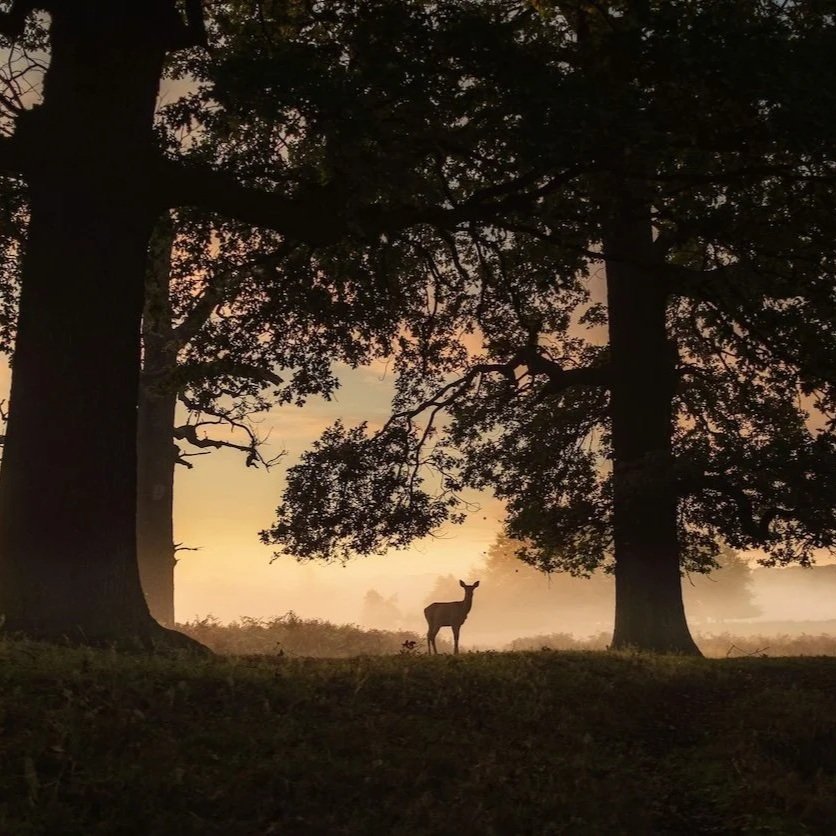 Peaceful garden landscape at sunset showing the natural surroundings of a garden room