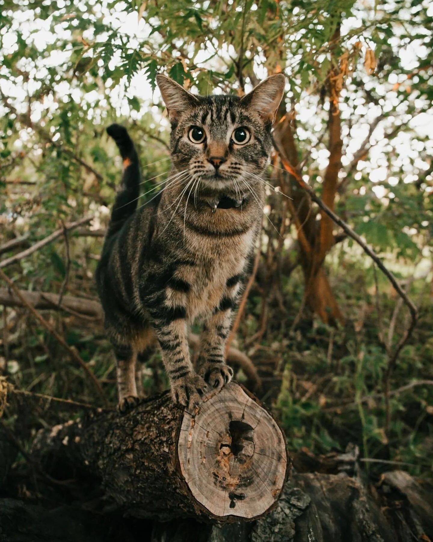 Reminder that I'm not just a dog whisperer.