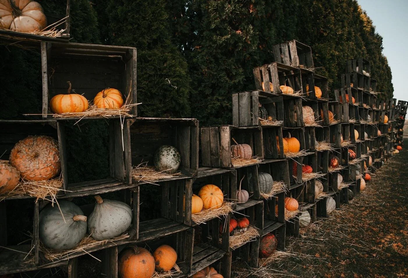 The Great Pumpkin Patch didn't disappoint.