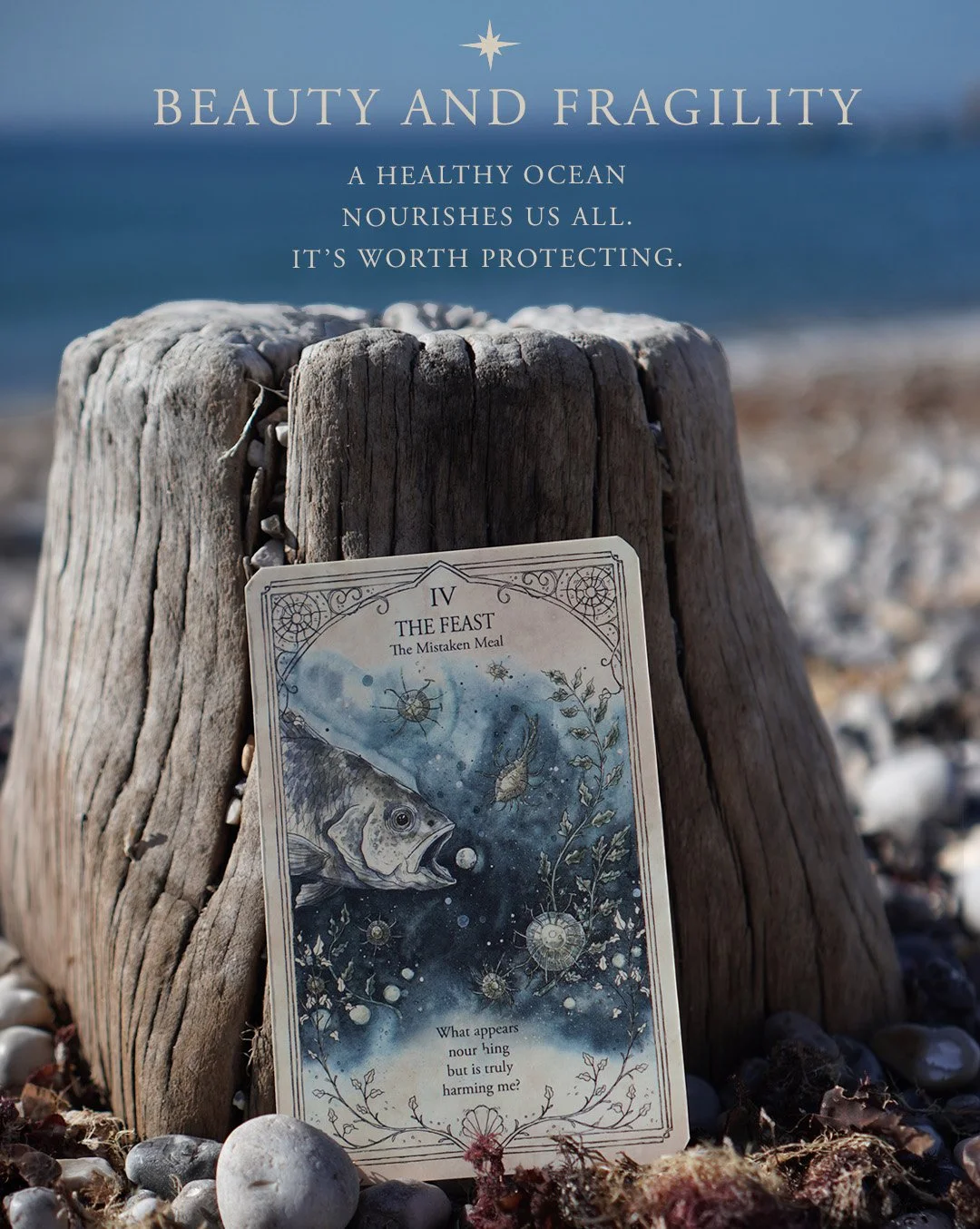 06 beauty and fragility copy.jpg