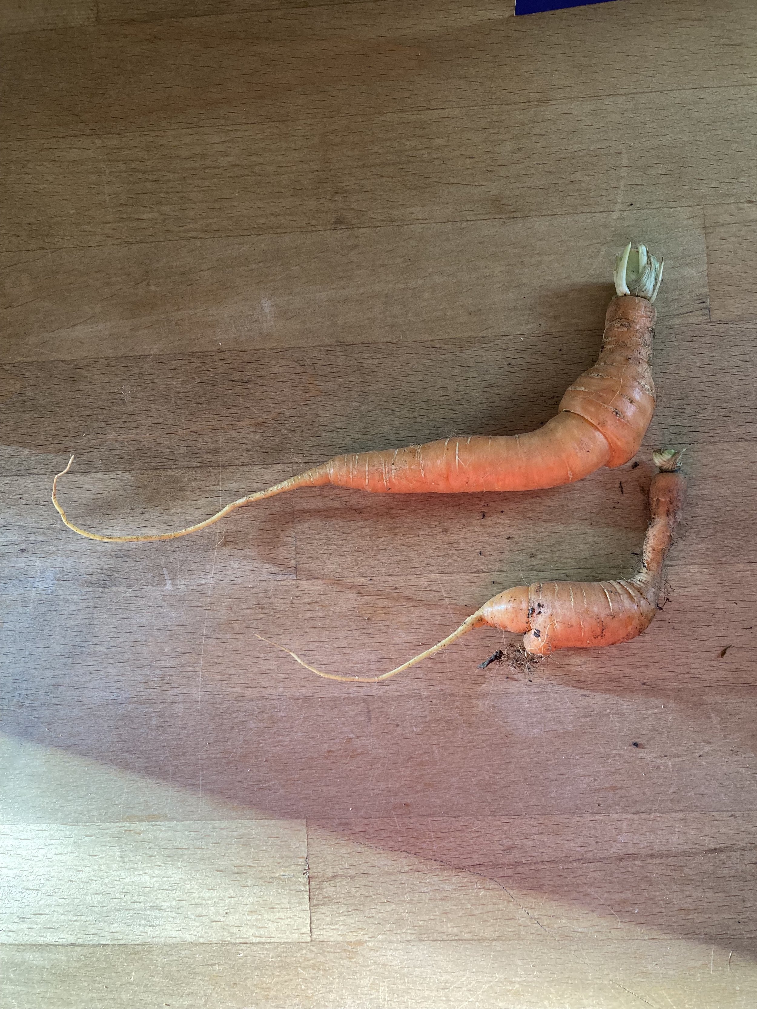 Mother&BabyCarrot.jpg