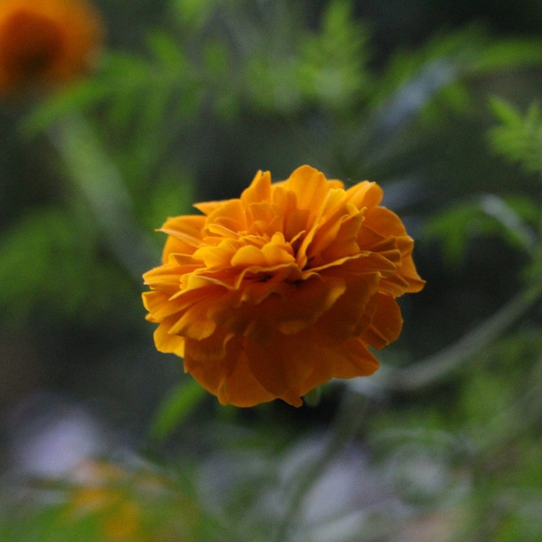 Marigold bloom single.png