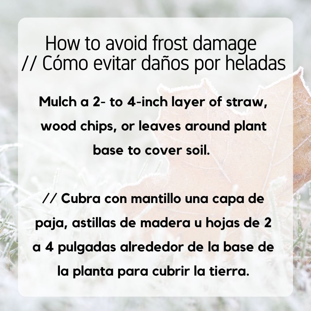 Dec_How to Avoid Frost Damage 1.jpg