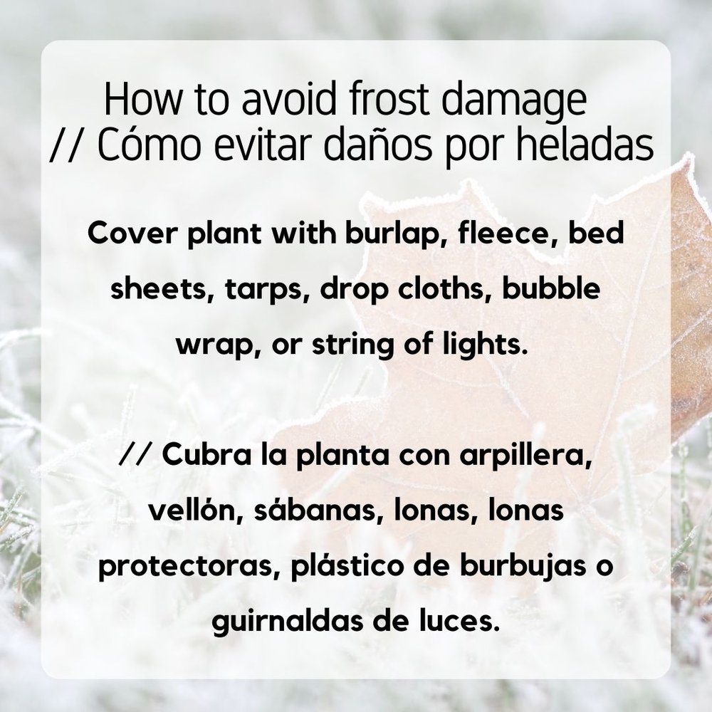 Dec_How to Avoid Frost Damage 2.jpg