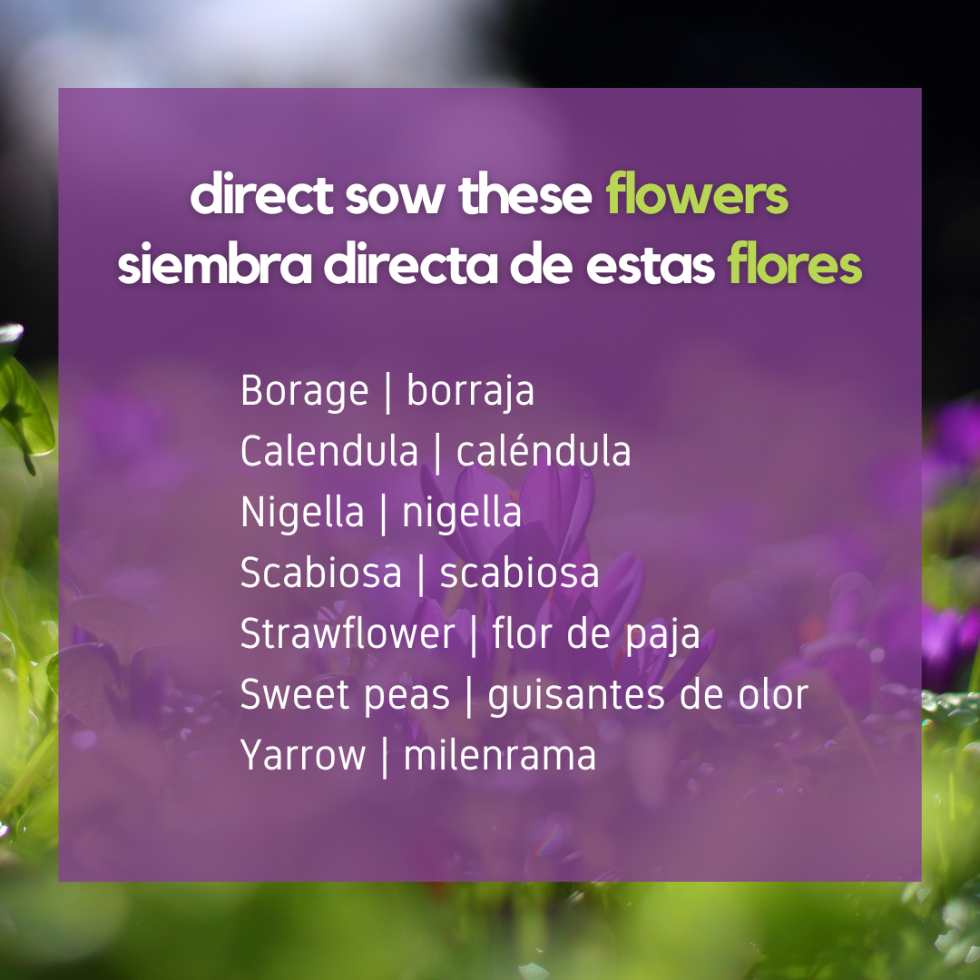 Feb_Direct Flowers.png