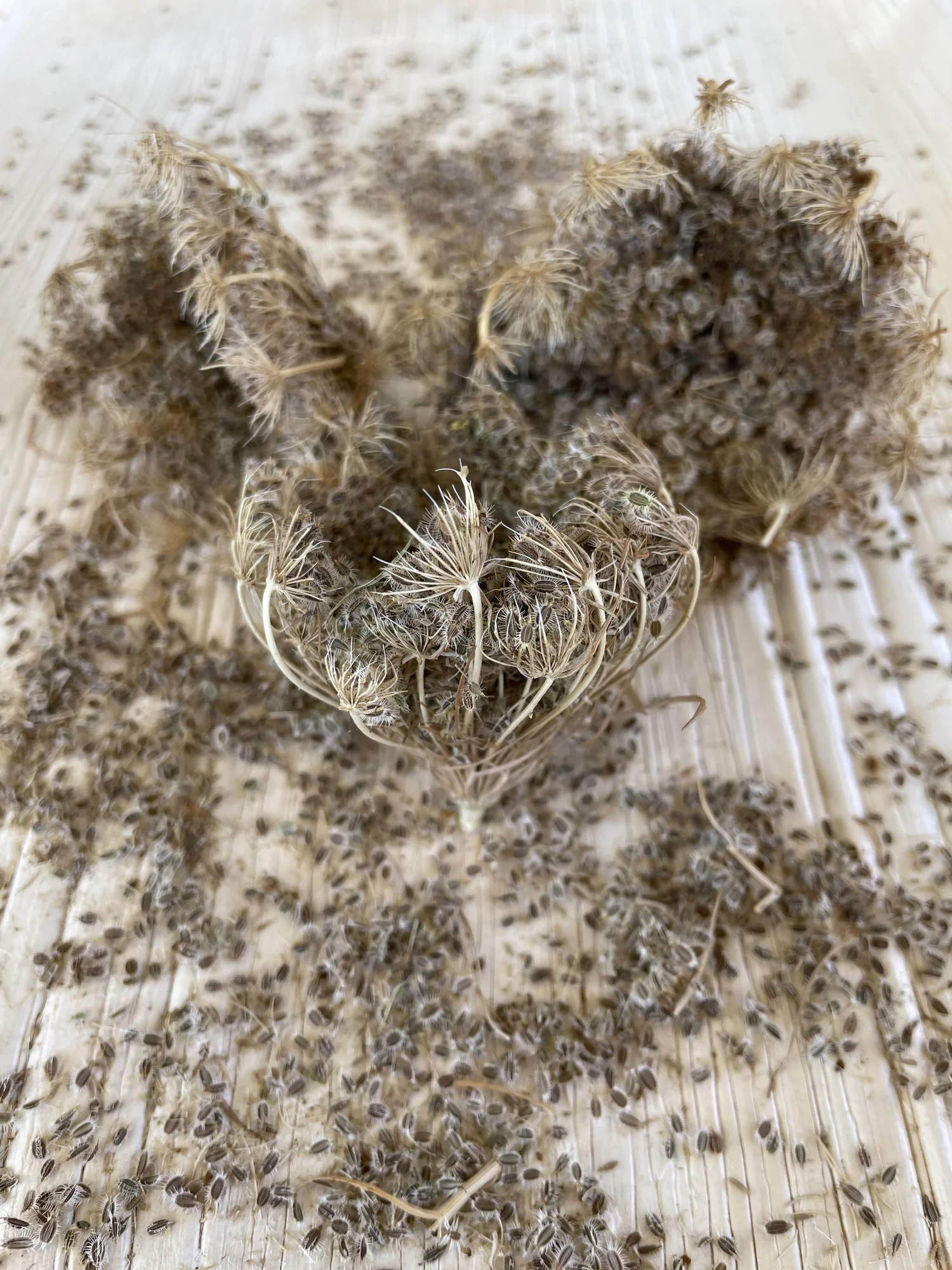 Find Seeds — Napa County Seed Library