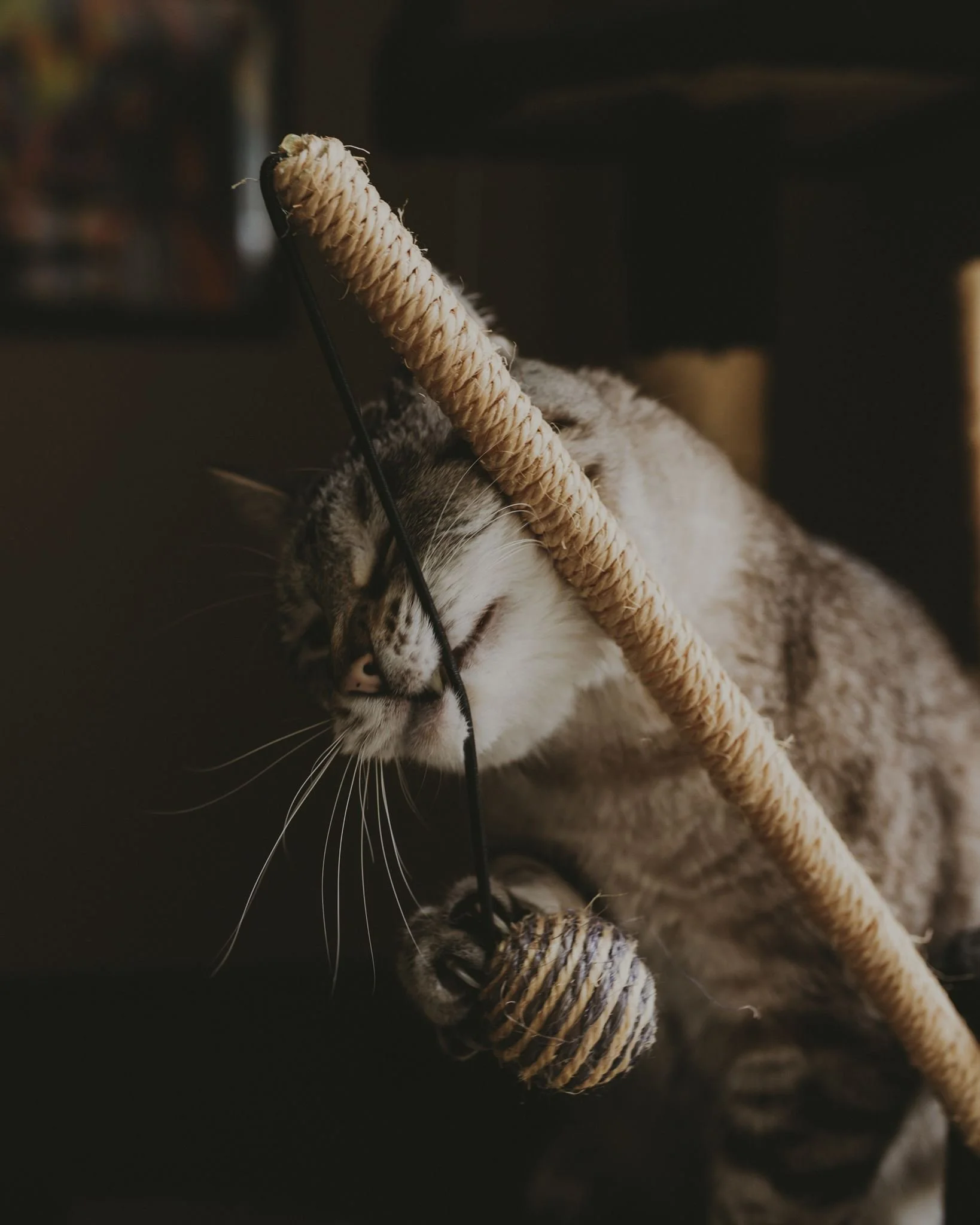 Columbia MO Pet Photography Maeve-21.jpg