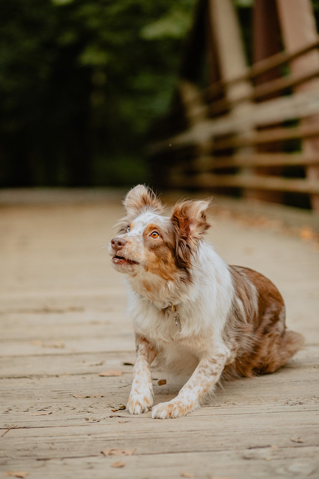 Liv Strange Photography _ Pet Photography Columbia MO _ Tawny & Quinn-75.jpg