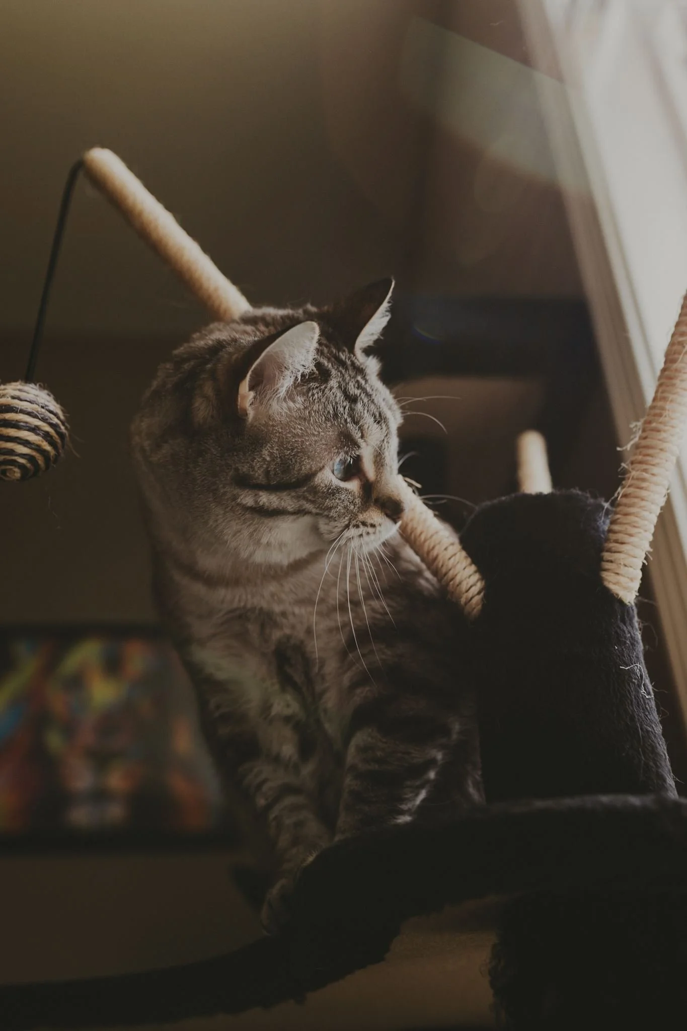 Columbia MO Pet Photography Maeve-23.jpg