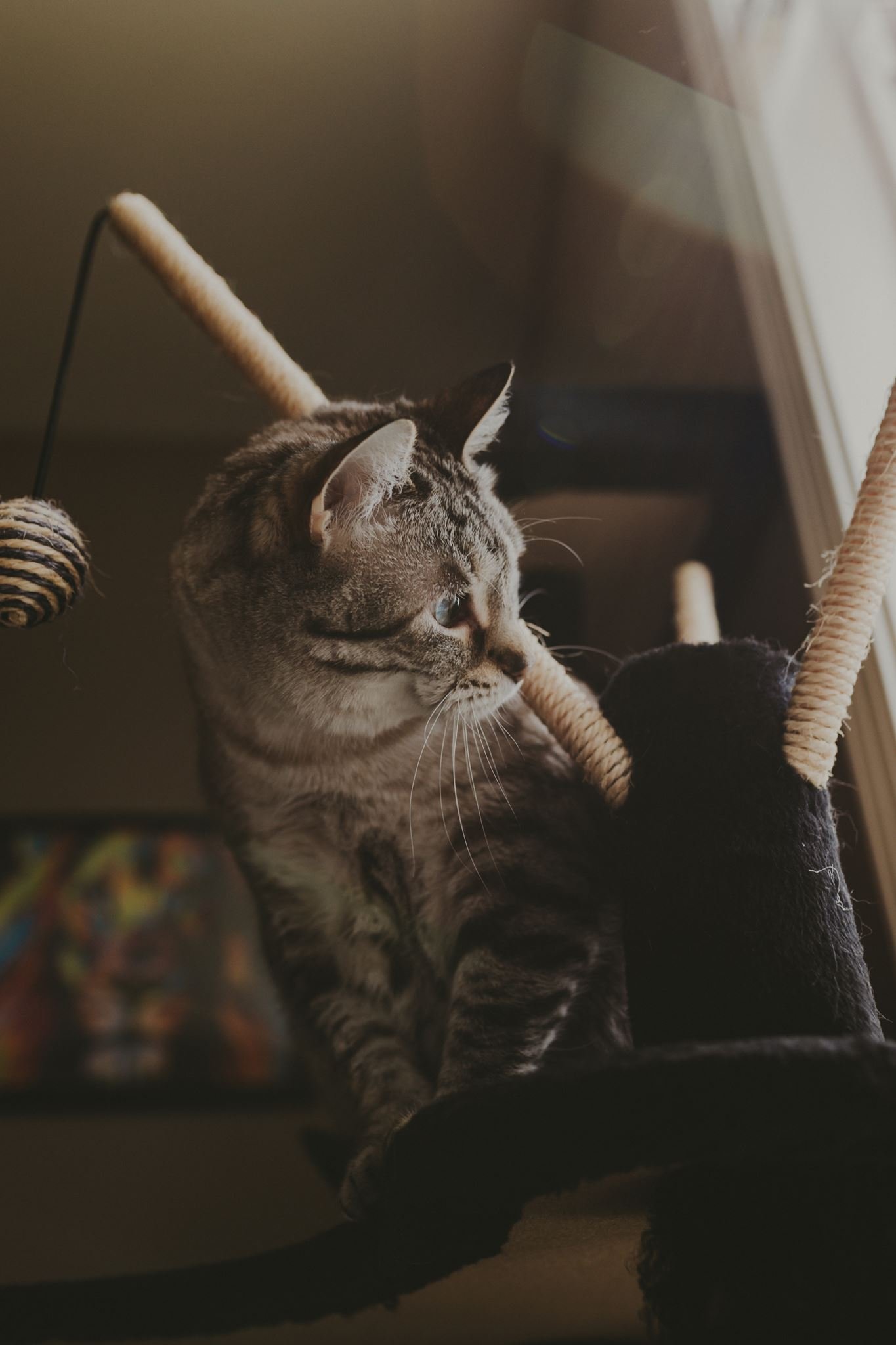 Columbia MO Pet Photography Maeve-23.jpg