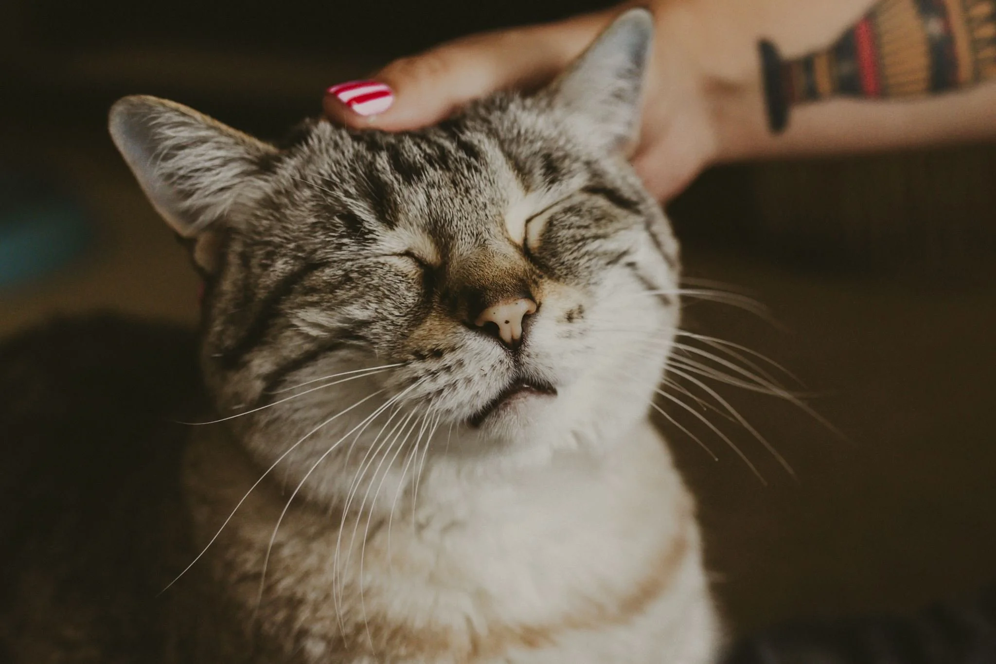 Columbia MO Pet Photography Maeve-6.jpg